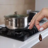 Tenant Finds Dead Cockroaches in Apartment, Horror at Landlord's Solution