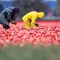 Trump Admin to End Auto Extensions for Thousands of Immigrant Work Permits