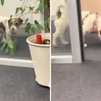 Owner Takes Dog to Office, How She Acts Leaves Internet in Stitches