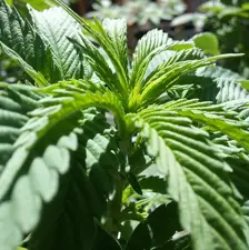 Village Farms International Expands Cultivation Capacity In Delta, British Columbia