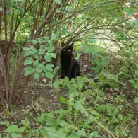 Hilarity at 17-Year-Old Cat's vs. 1-Year-Old Kittens' Reaction to Back Yard