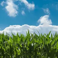 Corn Rally Double Digits into the Long Weekend