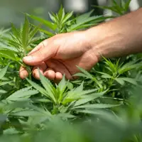 Chicago Atlantic and Lineage Merchant Partners Declares Transformative Merger Agreements In The Cannabis Industry