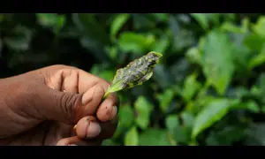 India's tea yield fall highlights climate threat to price, production