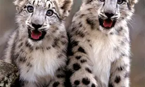 Human Gene Editing and the CRISPR Revolution