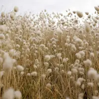 Cotton Heads into the Labor Day Weekend with Losses