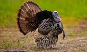 Trump Says Economy 'Roaring Back,' Thanks God For 'Abundant Blessings' — Elon Musk Says Thanksgiving Food Is 'Amazing' As Holiday Messages Pour In