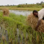 Heat waves threaten food security as experts call for a sweeping overhaul