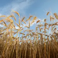 Canadian grain giant Richardson plans U.S. expansion with $375-million acquisition of pasta business